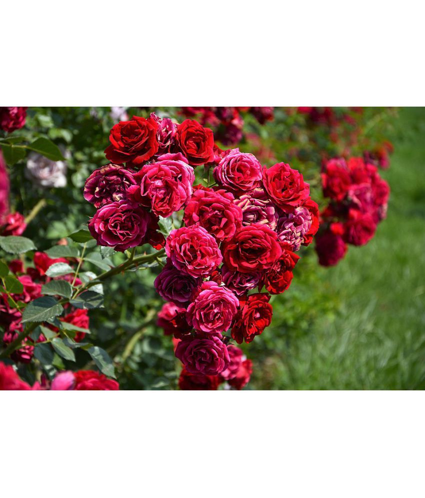 EaglesFord Rose flower Perrinnial Climbing Live English ...