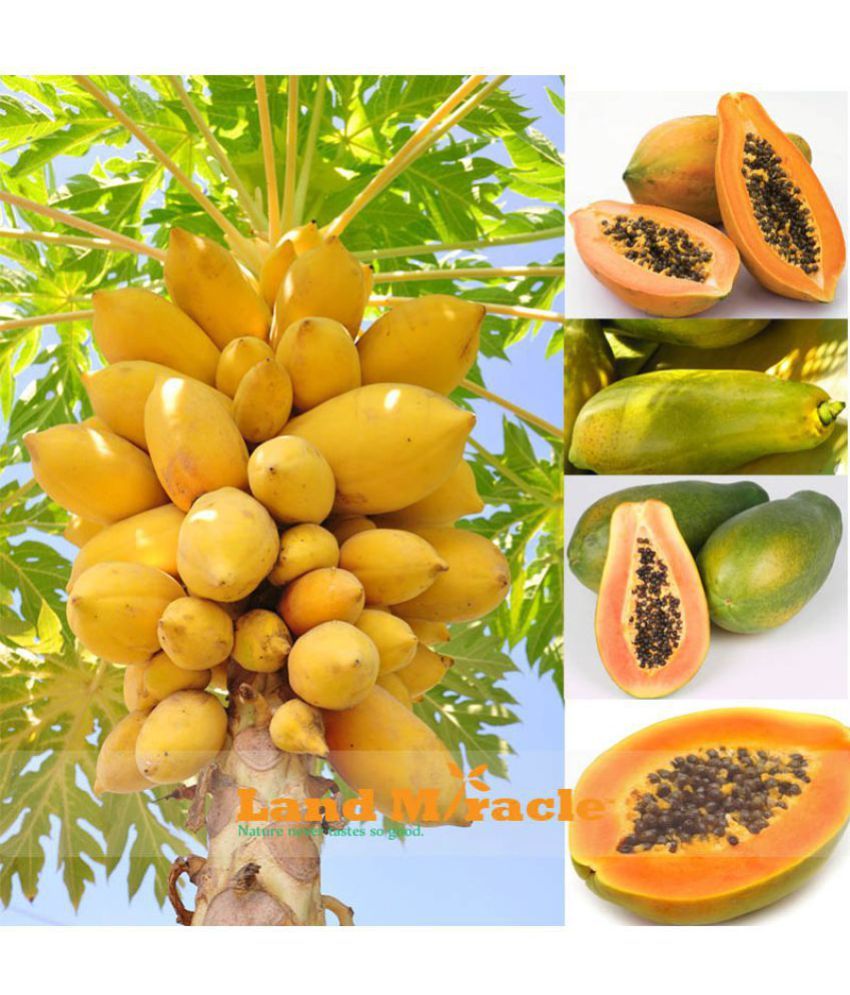 Creative Farmer Fruit Seeds Papaya Seeds Fruit Seeds For Home Garden In India Bonsai Suitable