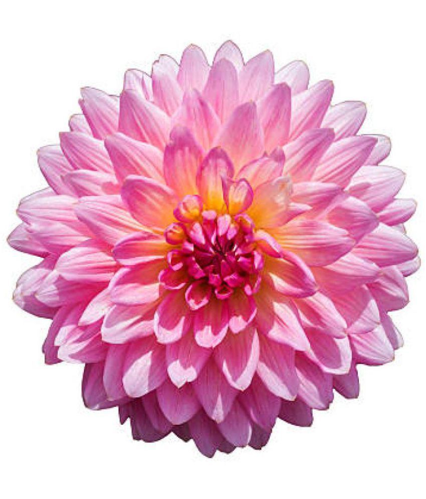 Flower seeds Dahlia Flower Best Quality Premium seeds 1 Pack of 50: Buy ...