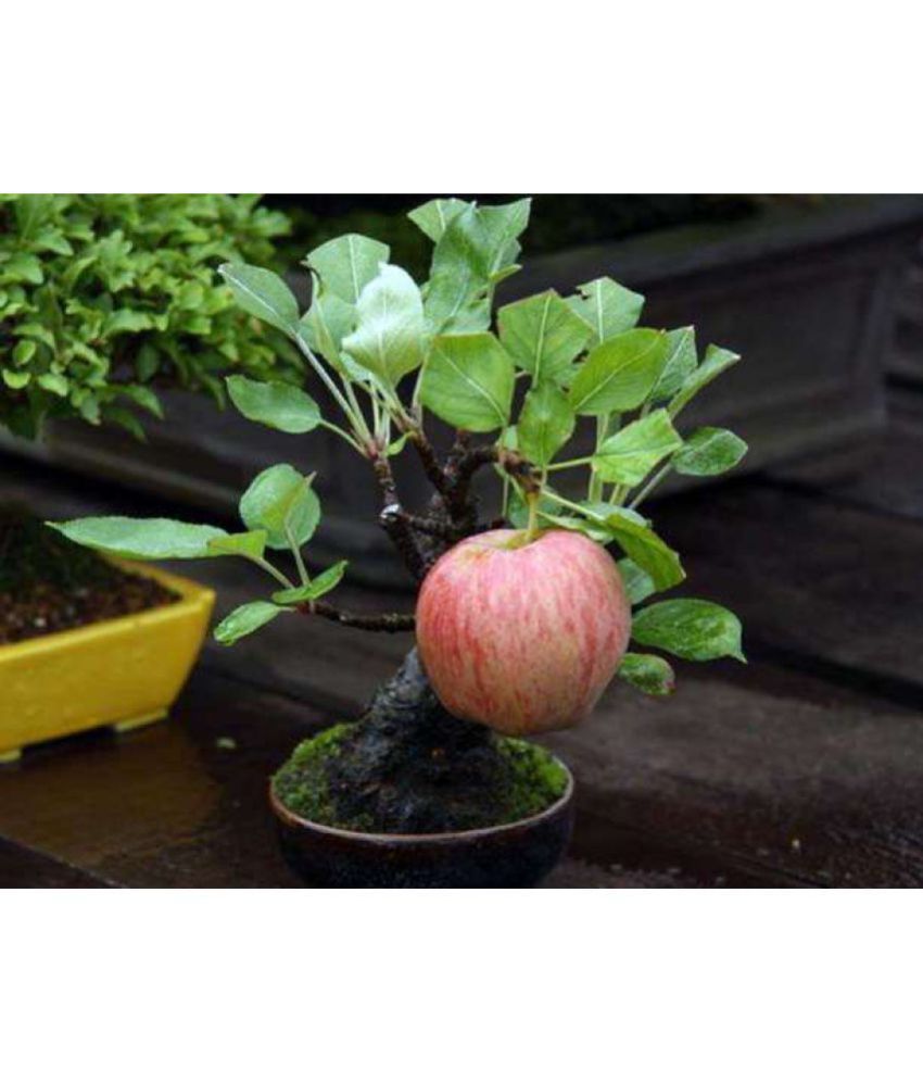 Creative Farmer Bonsai Suitable Fruit Seeds Malus Domestica Apple For