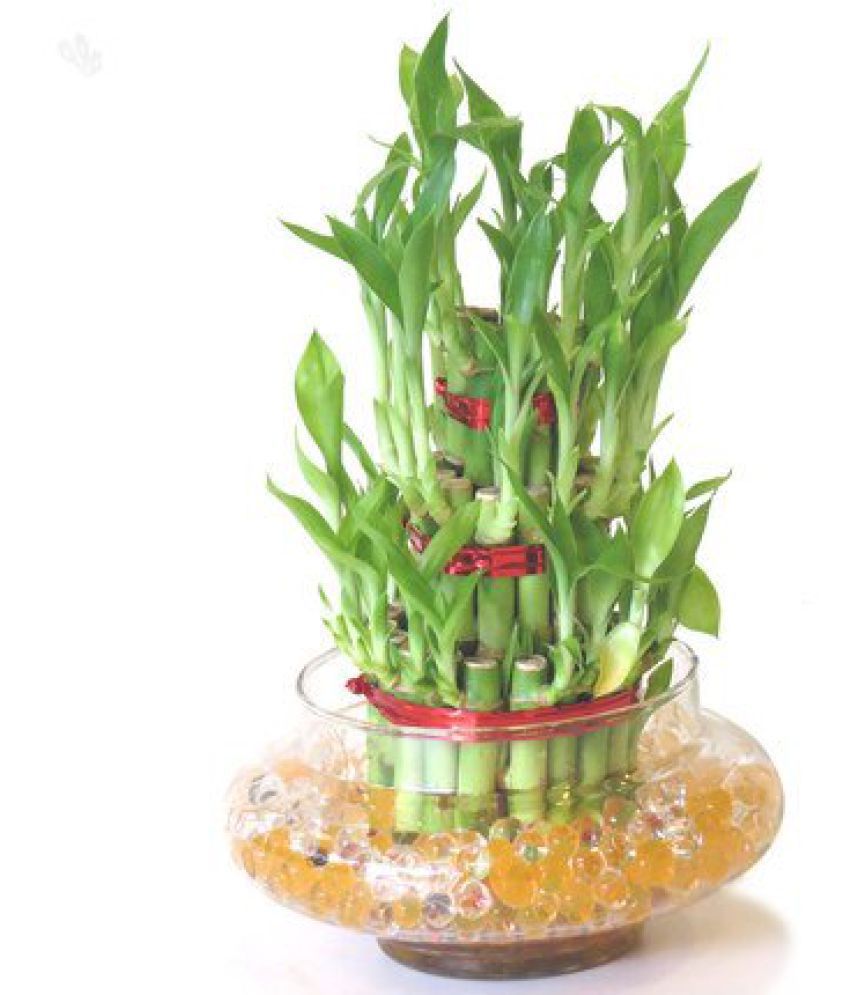 Green plant indoor 3 Layer BIG Lucky Bamboo Plants Indoor