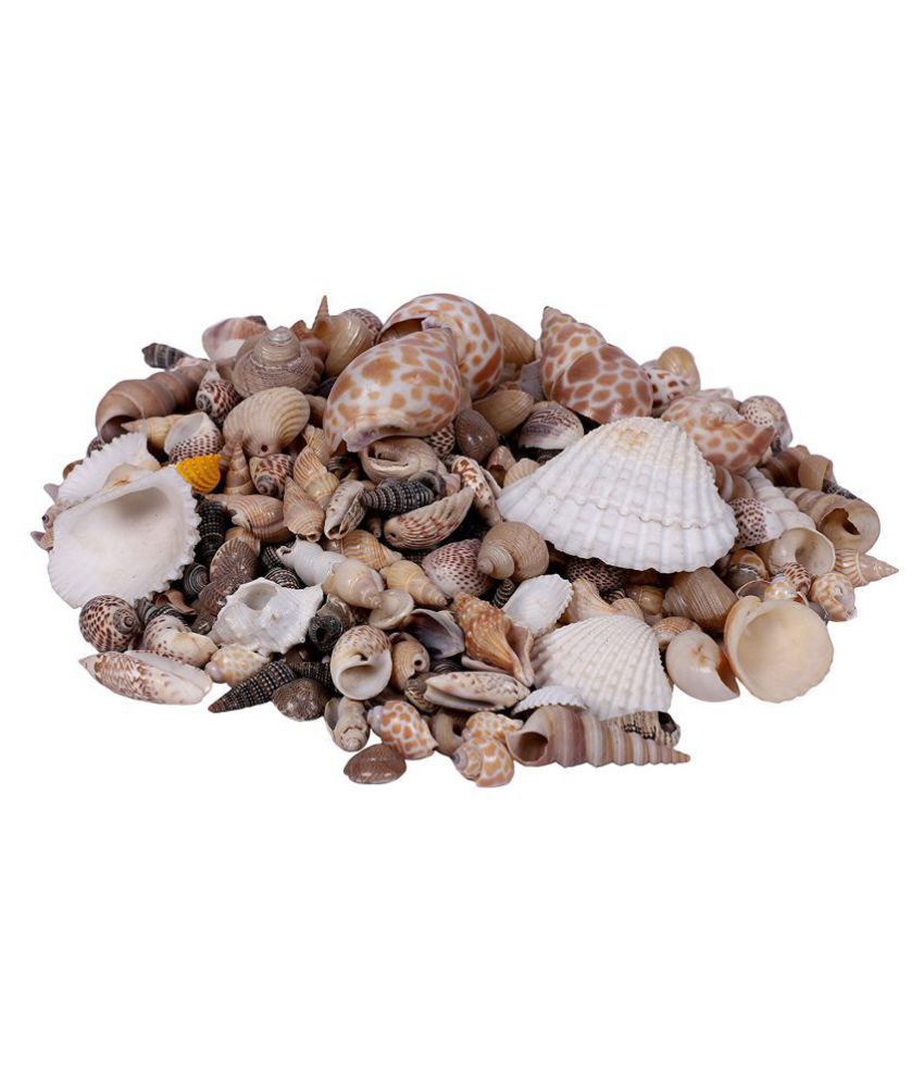     			Vardhman - Other Ceramic Natural Sea Shells Mix Size Pack of 500 gm ( Pack of 1 )