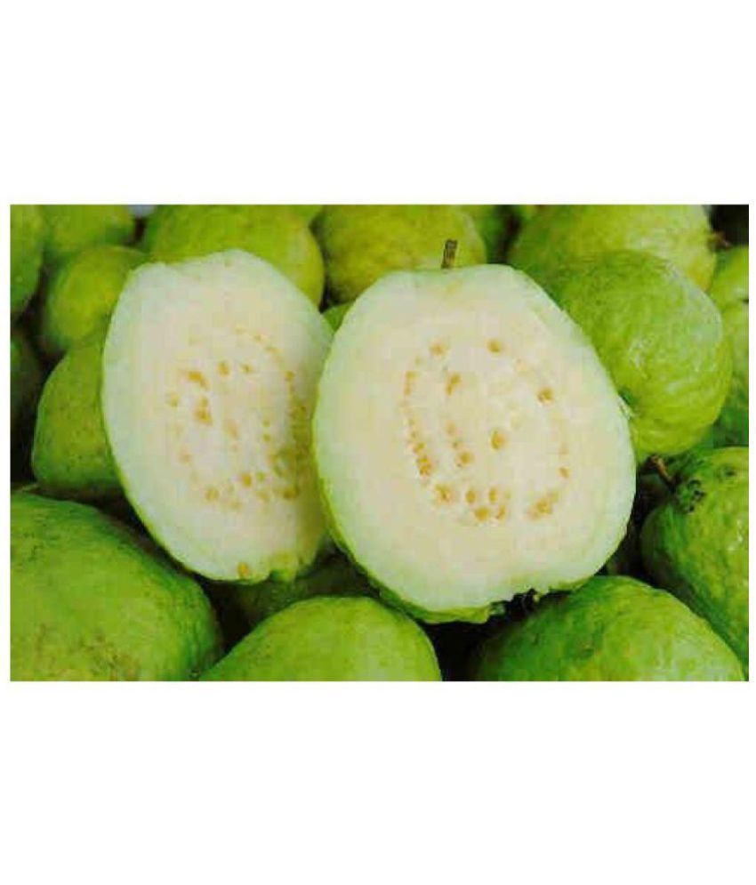     			Azalea Gardens White Flesh Guava / Psidium guajava, Diabetic Controlling Fruit 80 seeds pack