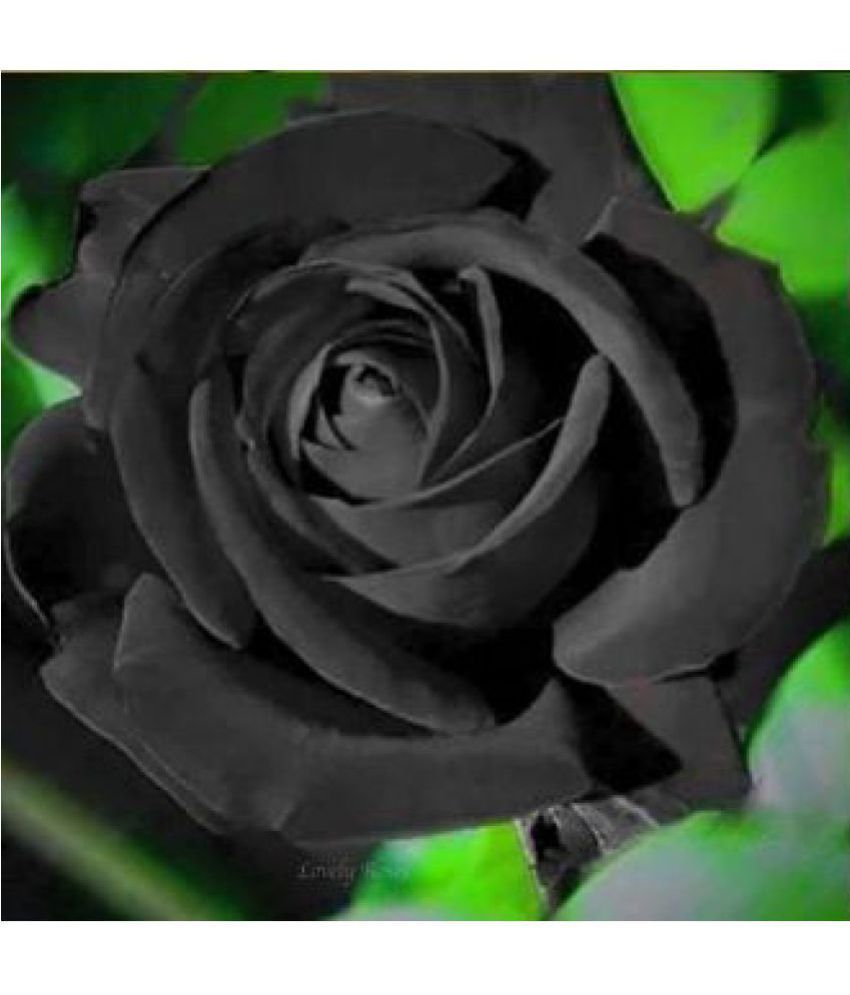 Azalea Garden Rare Black Rose 1 Healthy Live Outdoor