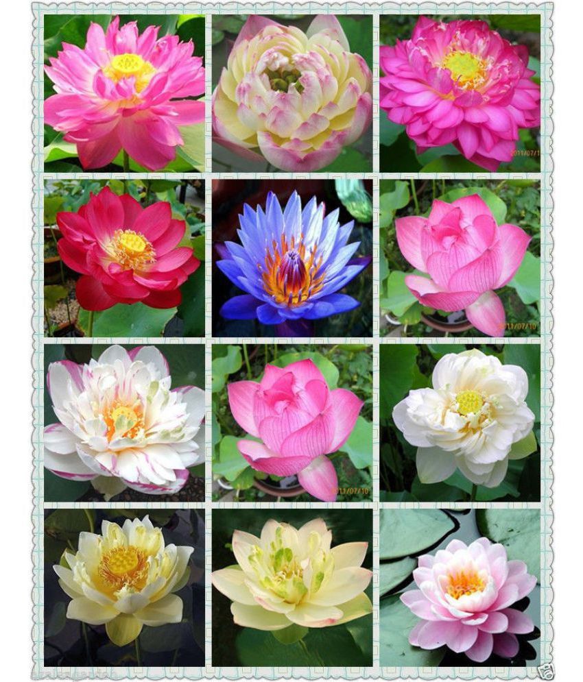 Flower Seeds : Rare Mix Lotus, 15 Colors Waterlilly Flower Kamal ...