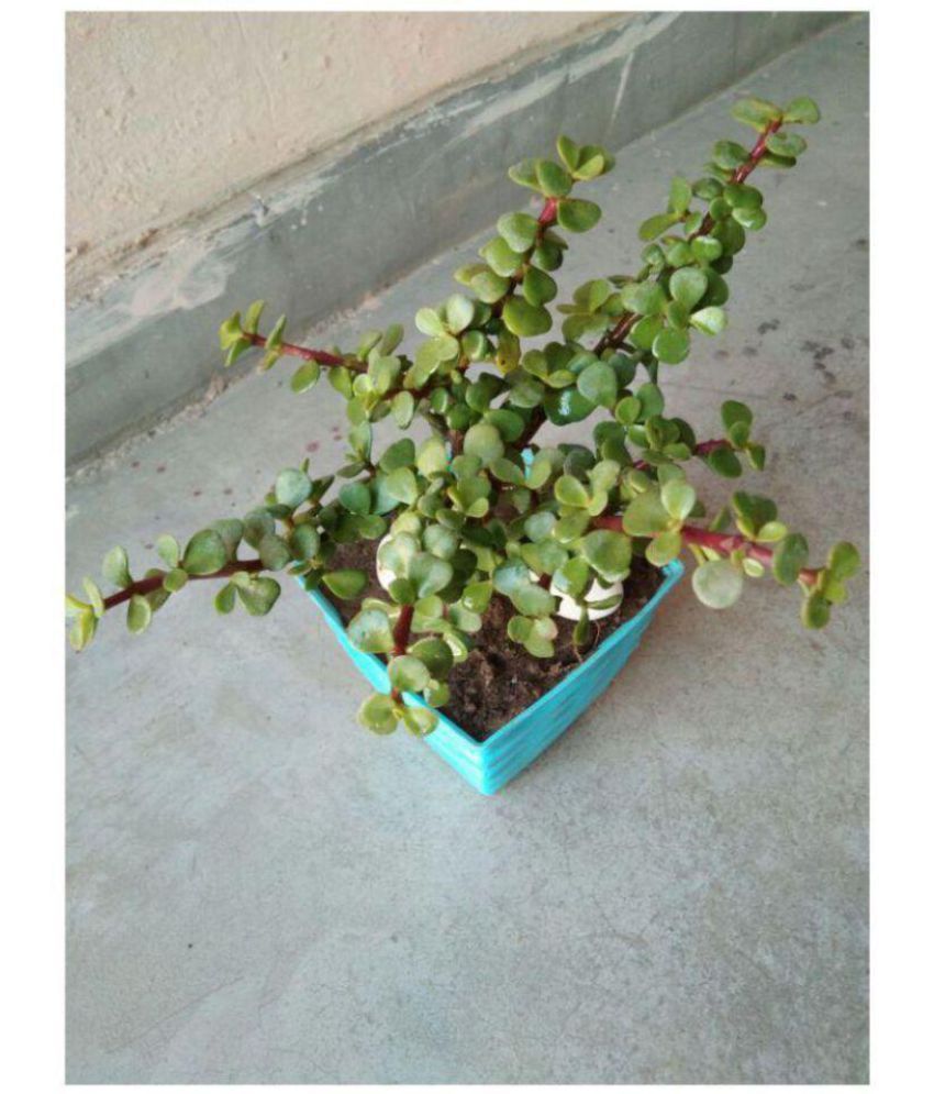 Live Nursery JADE PLANT CRASSULA OVATA Both Indoor Plant Buy Live