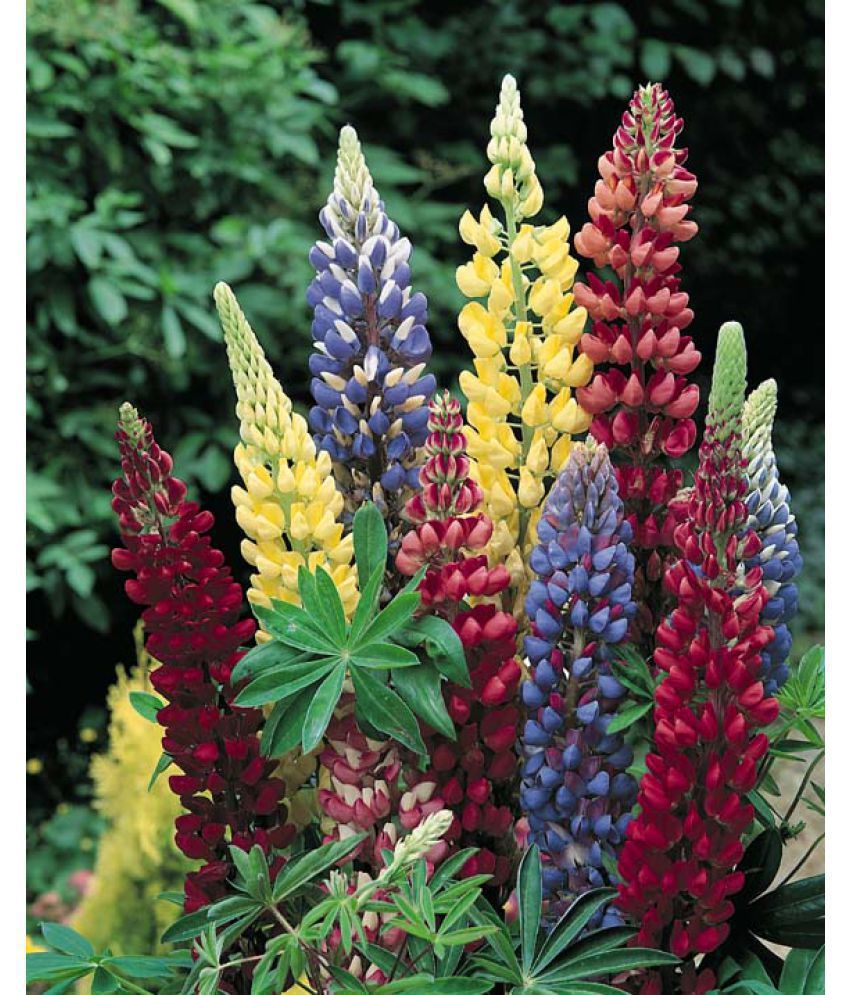     			Azalea Gardens Lupine Flower Seeds "BAND OF NOBLES MIXED\n" 20 Seeds Pack