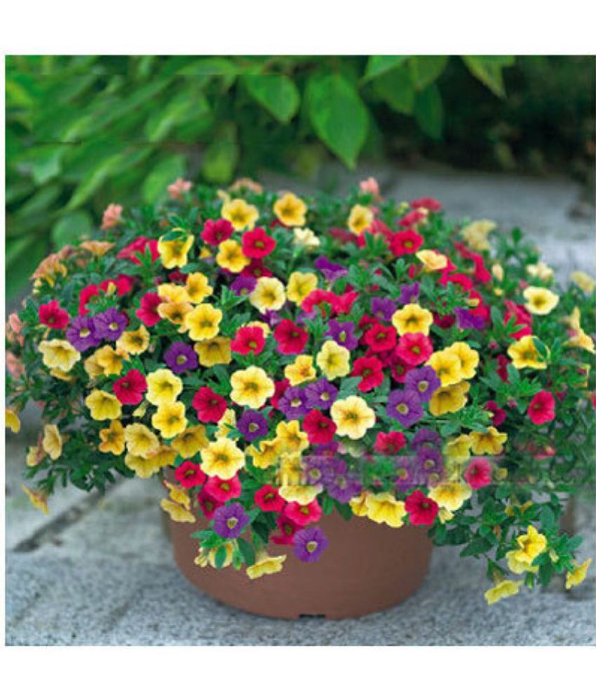Flower Seeds Petunia Container Mix Live Plant Seeds (2 Packets