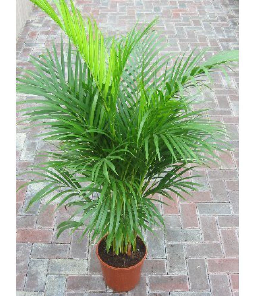 EaglesFord Areca Palm Aari Palm With Best Pot Indoor Indoor Plant: Buy ...