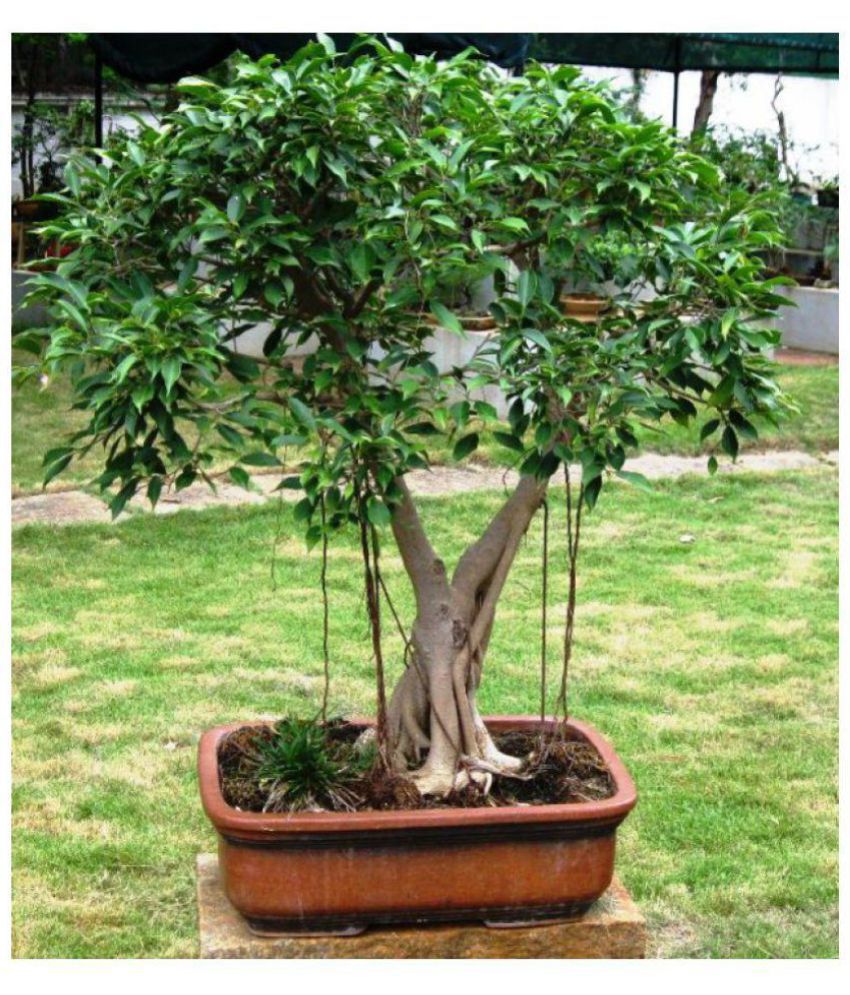 VPN Live Ficus  Benjamina  Plant 1 5 Years Old Pre Bonsai  
