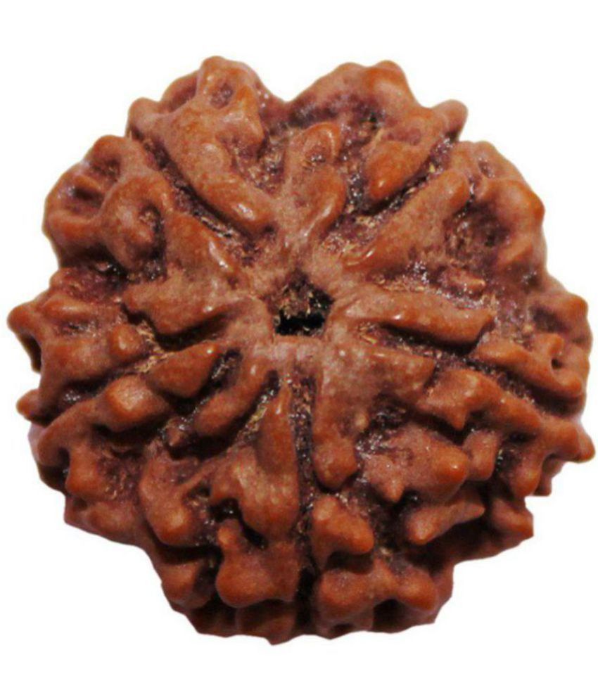     			Panch Mukhi Rudraksha