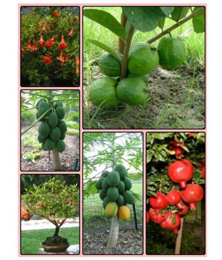     			Dwarf Fruit Seeds Combo Pack (Guava, Pomegranate, Papaya Seeds) 40 SEEDS