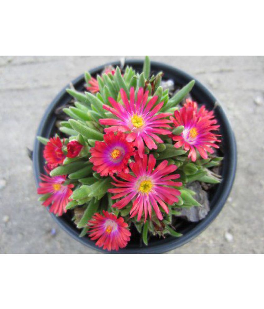 Flower Seeds Ice Plant Flower Seeds Hanging Seeds For Germination