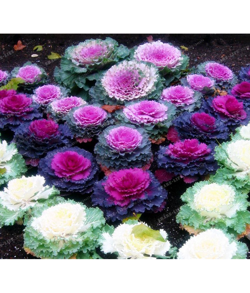     			Flower Seeds : Ornamental Kale-Round Leaves Plant Seeds Flower Seeds Live Plant Seeds (Seeds Garden Pack) Garden Plant Seeds By OhhSome