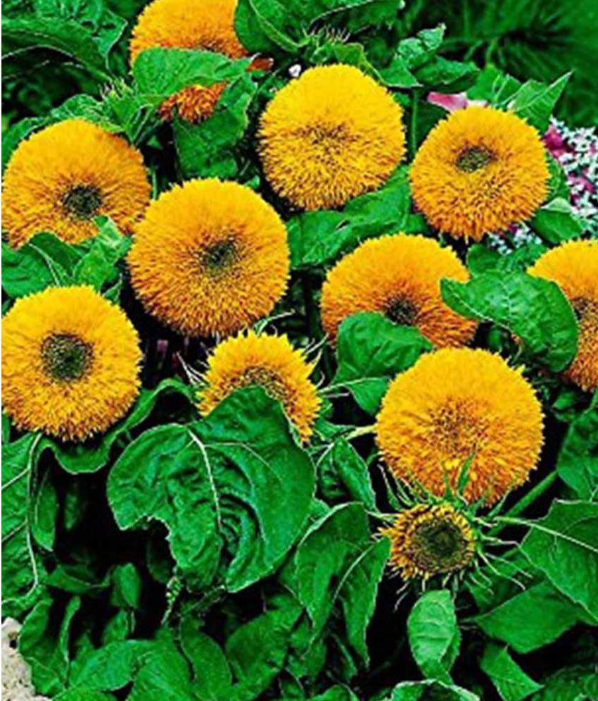 OhhSome Sunflower Dwarf Flower Seeds Buy OhhSome