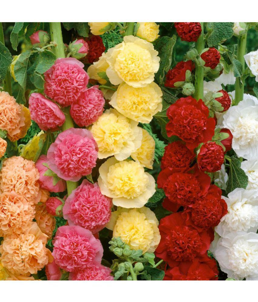 Flower Seeds Double Hollyhock Garden Plant Garden Seeds Packet Home