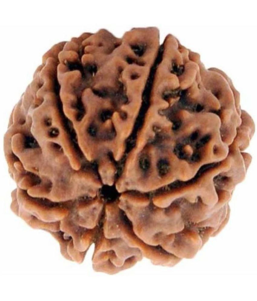     			Lord Shiva Brown 6 Mukhi Lab Certified Natural Ganesha Shani Rudraksha