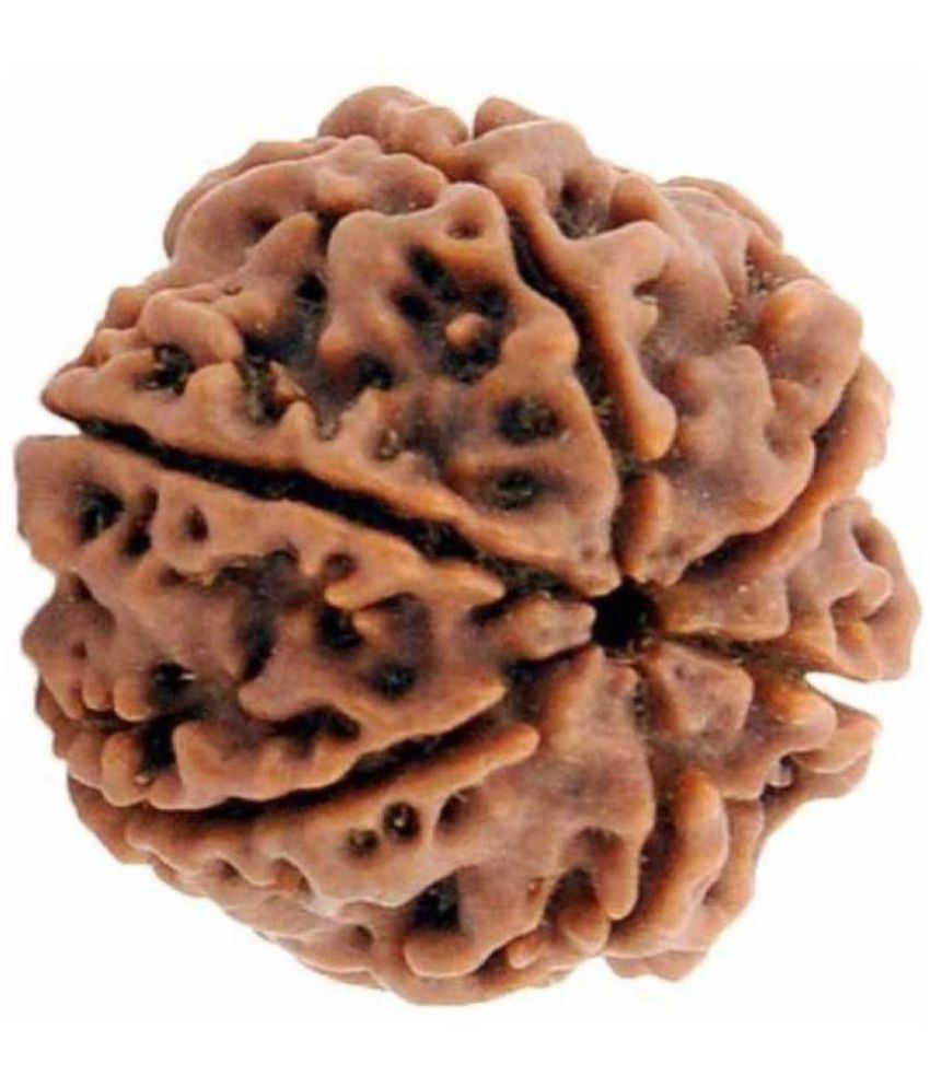     			Lord Shiva Brown 6 Mukhi Lab Certified Natural Ganesha Shani Rudraksha