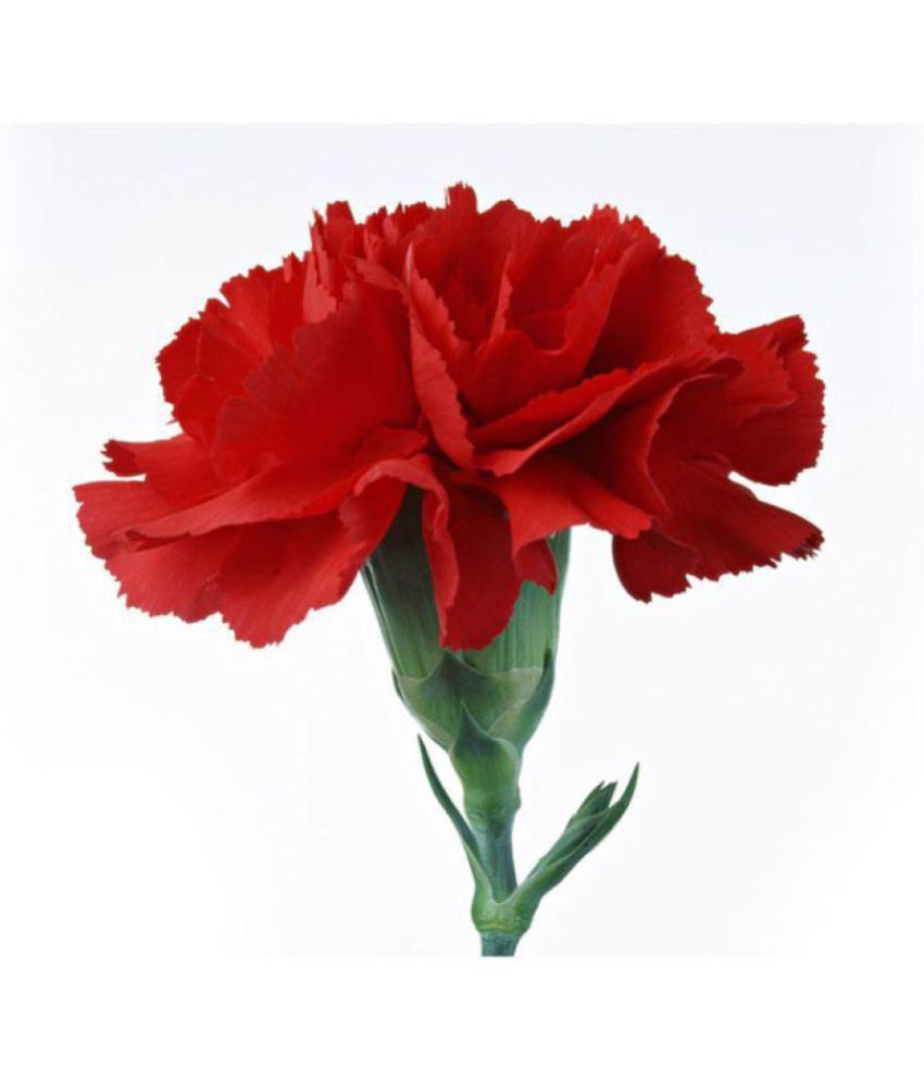 Nema Red Carnation seeds - 100 Pcs: Buy Nema Red Carnation seeds - 100 ...