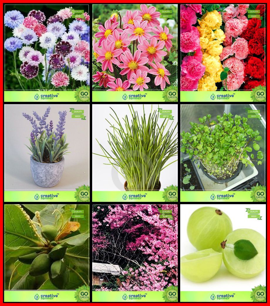 garden plant seeds combo flower seeds & tree seeds : indian badam,  himalayan cherry, embilcaa- nelli, lavender, garlic chives, water cress,  cron