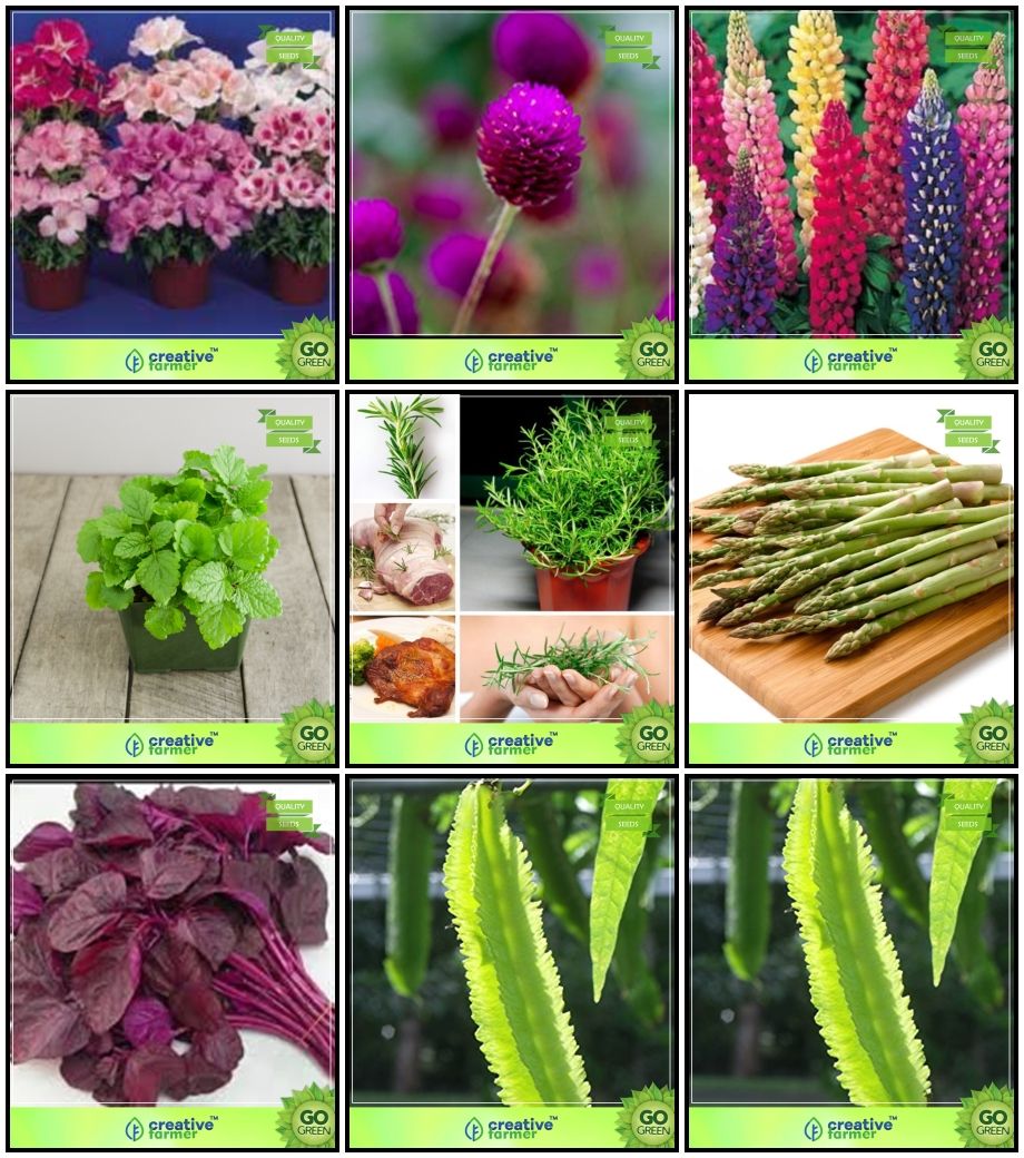 Seeds For Sale Combo Herb Seeds Flower Seeds Godetia Azaleaflora Mix Gomphrena Choice Mix Lupin