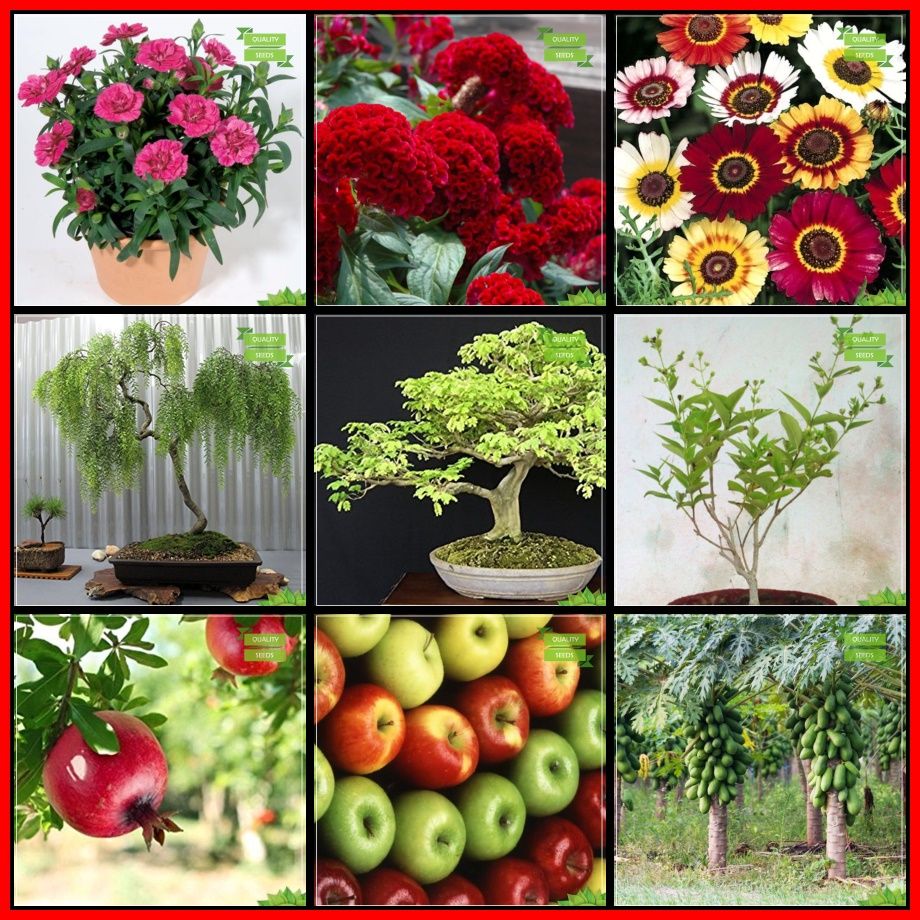 Seeds India Combo Flower Seeds & Fruit : Pomagranate, Apple ... Seeds India Combo Flower Seeds & Fruit : Pomagranate, Apple ...