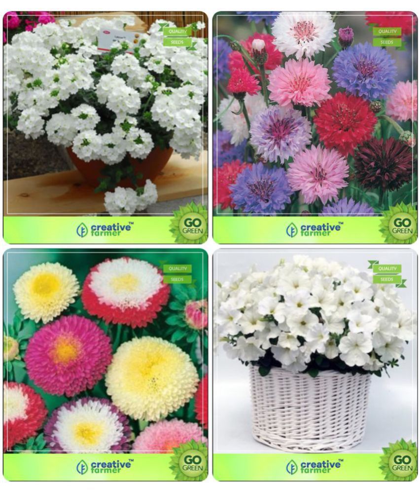 Flower Seeds Plant Seeds Growing Kit Combo VerbenaWhite , Corn