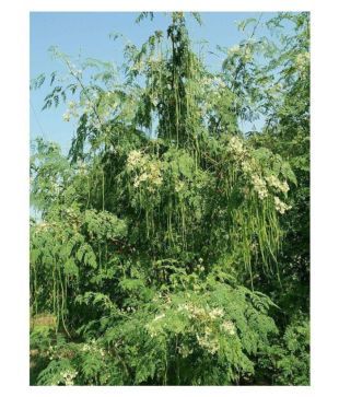 Guggala Drumstick Tree Seeds