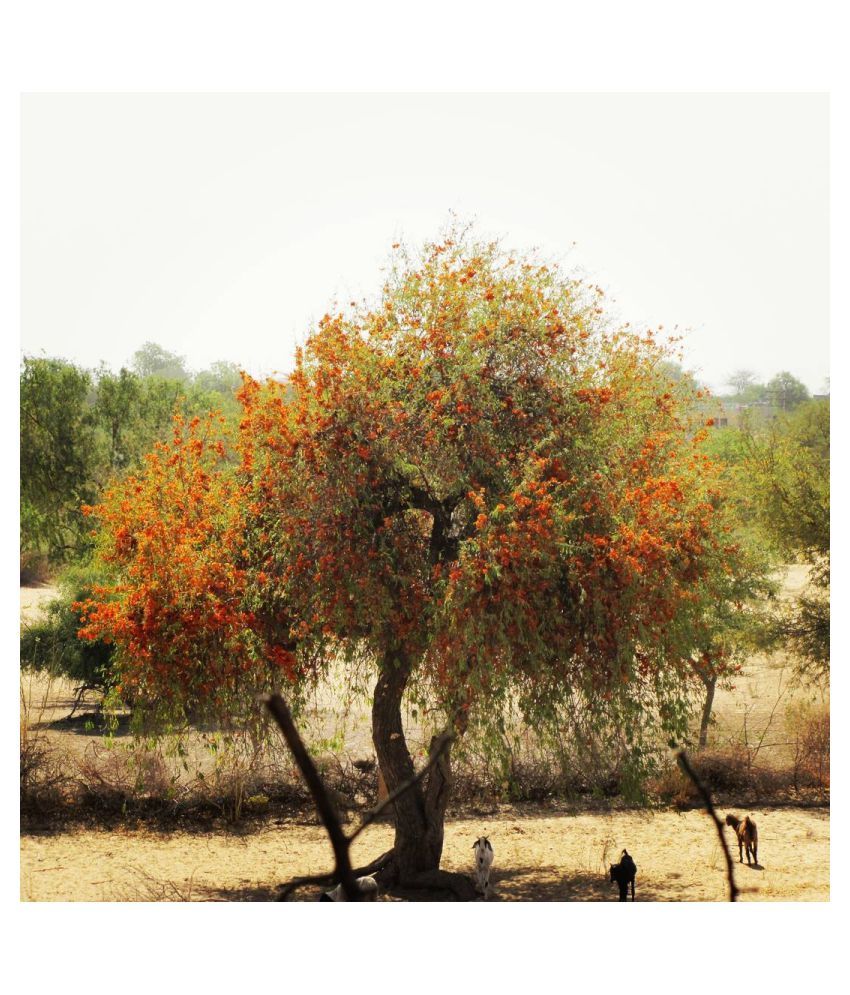 undulata, rohida, desert teak, Marwar teak Timber Tree