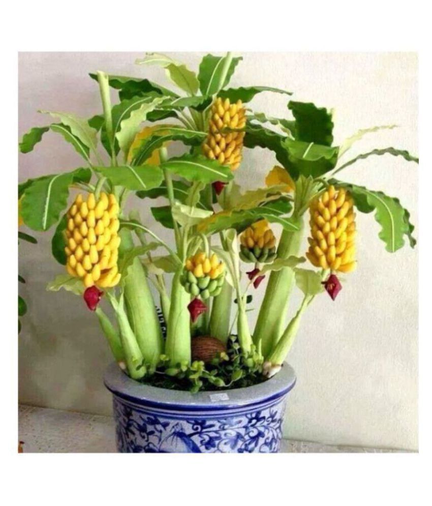 J M India Dwarf Banana Plant Seeds Exotic Rare Fruits Garden Decor