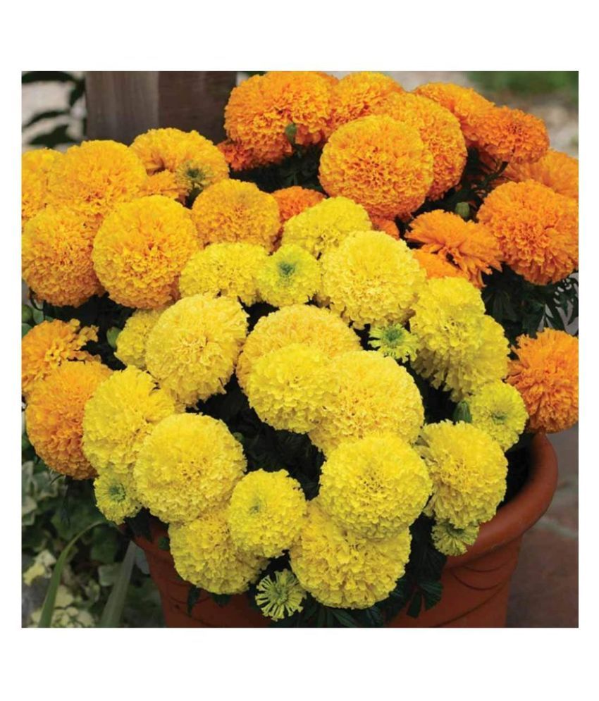     			AtoZprintshop TSY AGENCIES, Divya Seeds Marigold Seeds Mixed Color Double Flower 50 Seeds Pack