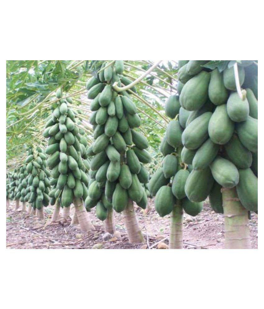     			Garden Care Papaya Seeds - Dwarf Variety Huge Production Hybrid Seed-5 Pack of 50 Seeds Each