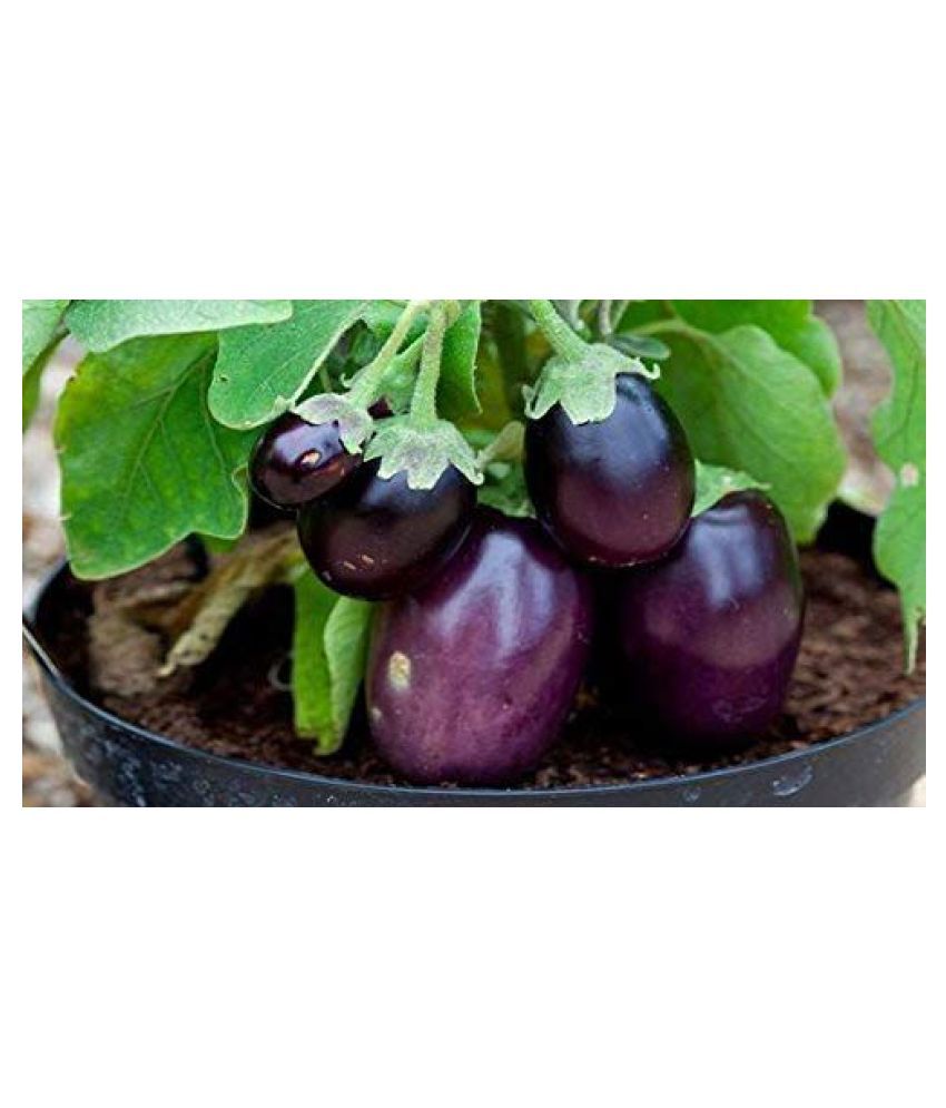     			LIVE GREEN Brinjal Seeds