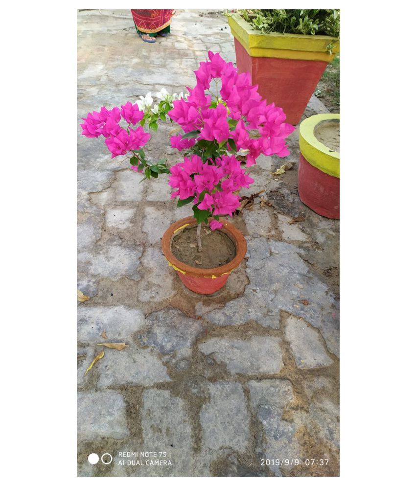 Maan Organic Farms Bougainvillea English Plant 2 3 Ft Flower Plant Buy Maan Organic Farms Bougainvillea English Plant 2 3 Ft Flower Plant Online At Low Price Snapdeal