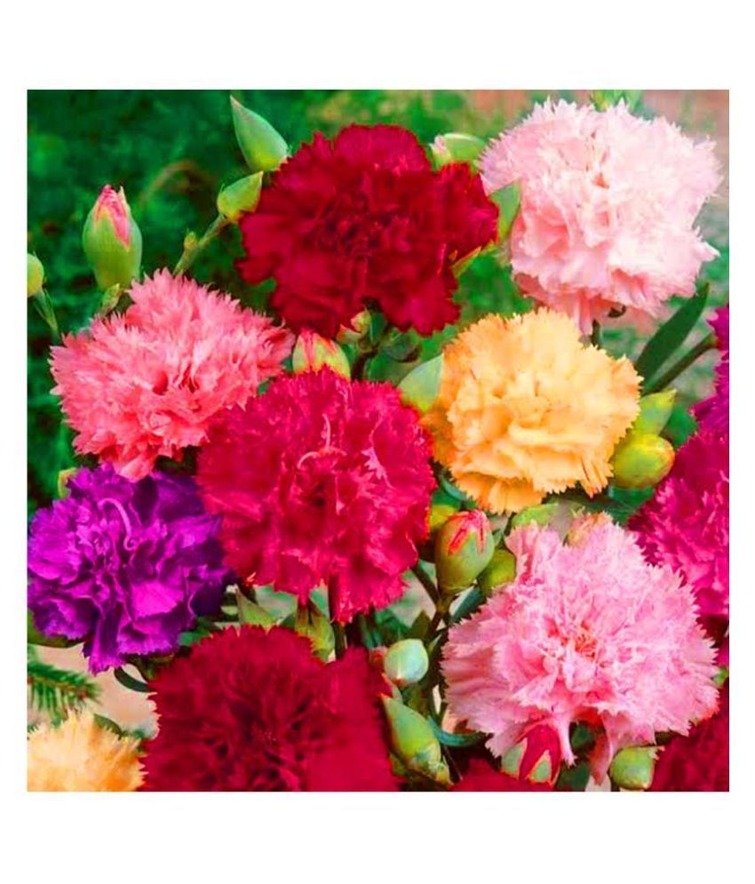     			Carnation Flower Hybrid Seeds Mixed Kitchen Garden