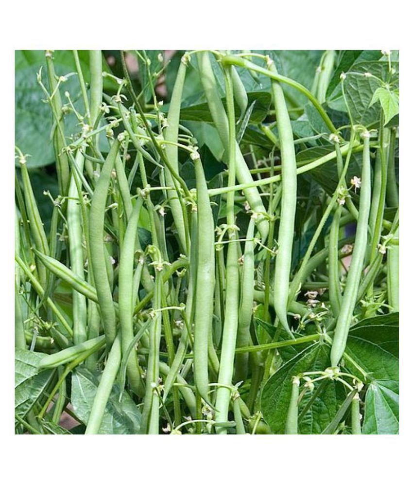     			Jioo Organics | Fresh Green Beans F1 Hybrid Seeds