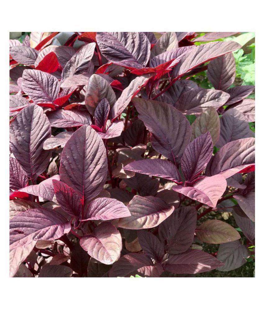     			FLARE SEEDS Red Spinach Vegetables Hybrid Seeds - 200 Seeds Pack