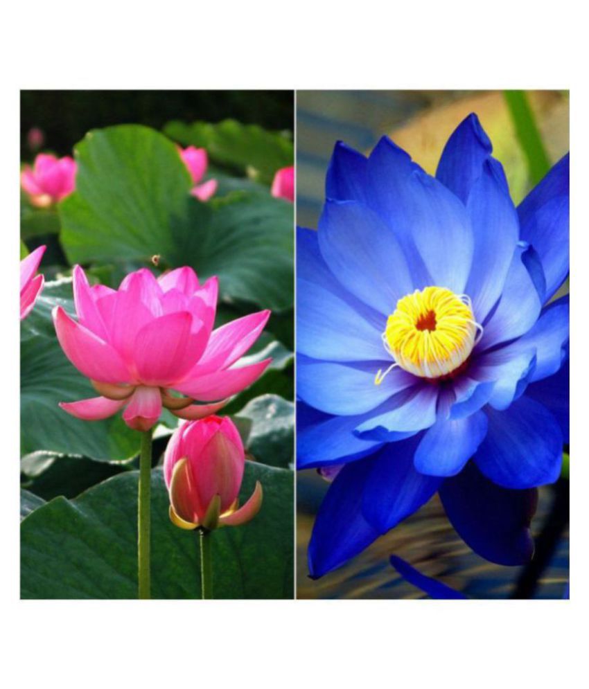     			Flower Seeds : Lotus Flower Mix Color Seeds For Garden (15 Seeds)- Garden Flower Seeds Pack