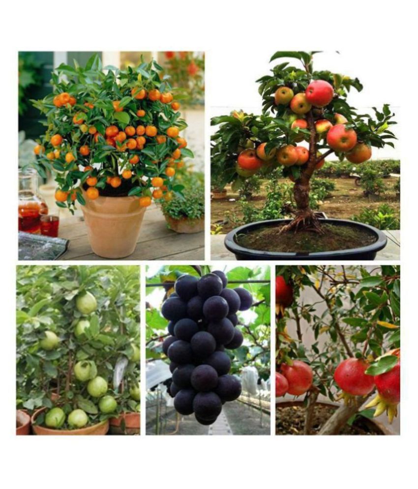     			Dwarf Fruits Seeds Mega Combo of - Apple, Lemon, Grapes, Pomegranate & Guava 10 Seeds Eachuava 10 Seeds Each