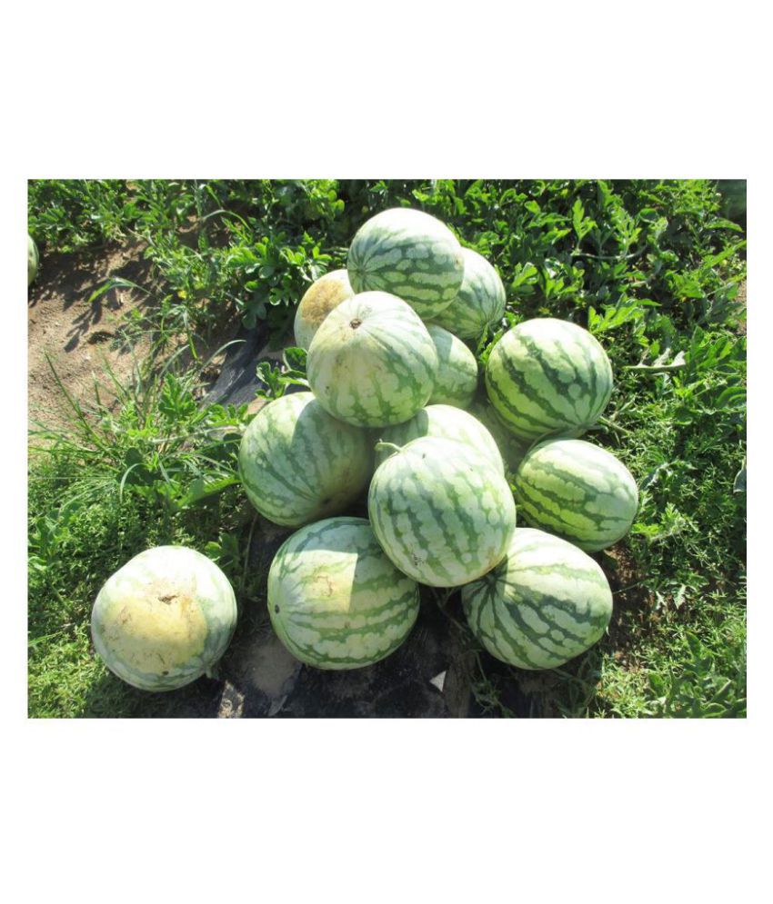     			Flare Seeds Watermelon Hybrid Best Quality Seeds - 10 Pc