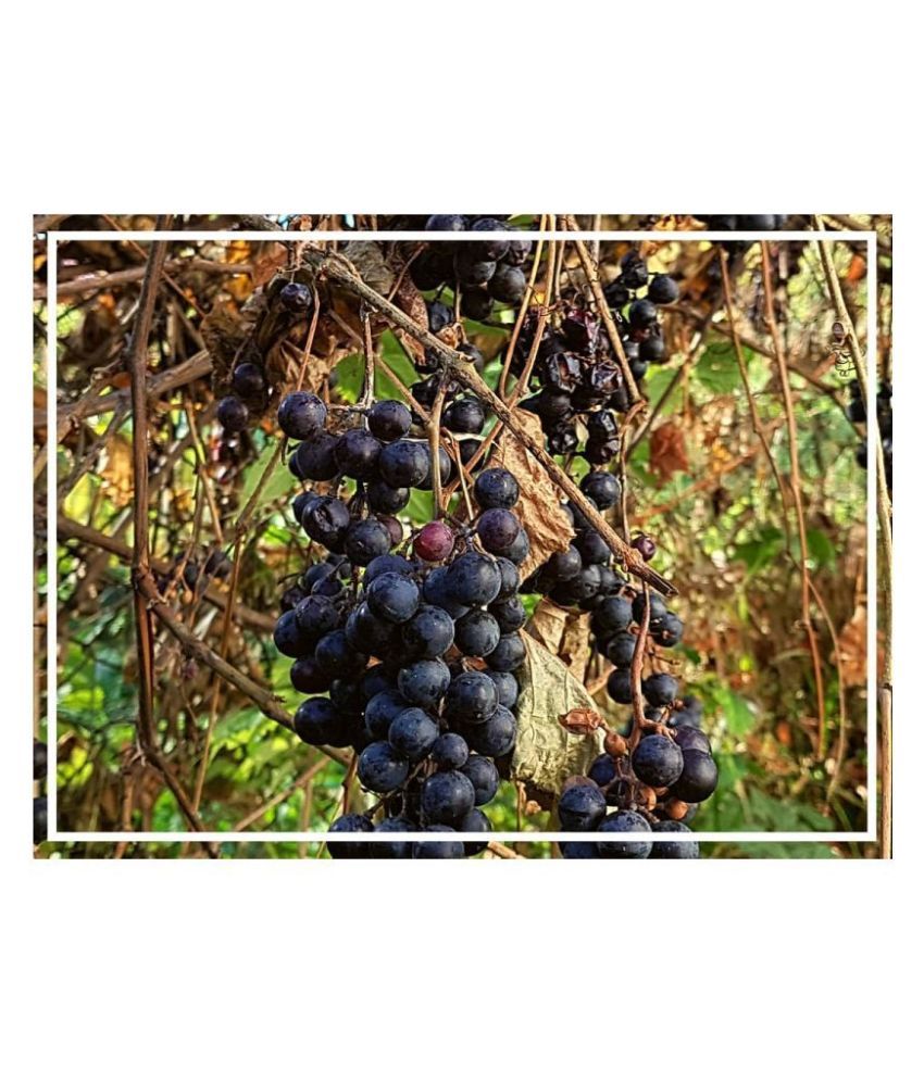     			Flare Seeds Bonsai Black Grapes Imported 15 Seeds Pack