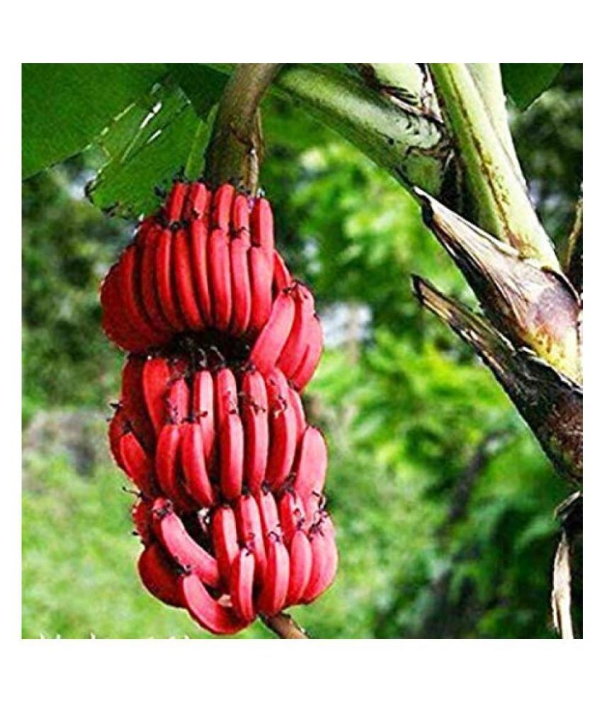 Banana Seeds Plant