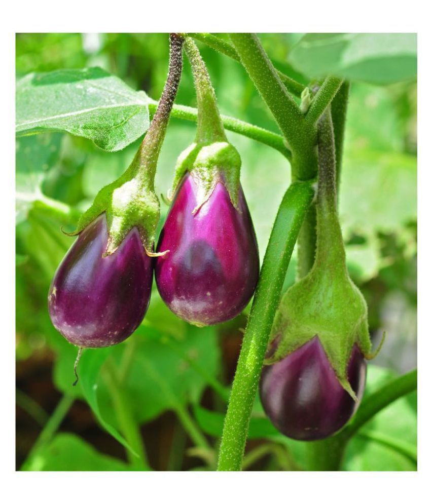     			Hybrid Rare Brinjal Seeds 20 Seeds Pack for Home Garden