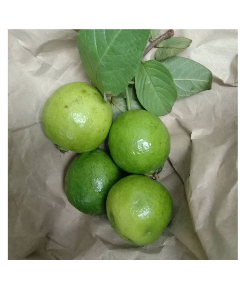     			Flare Seeds Pisidium Guava Bonsai Fruits Seeds - 50 Seeds Pack