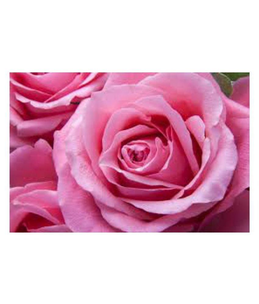 rose flower seed Buy rose flower seed Online at Low Price Snapdeal