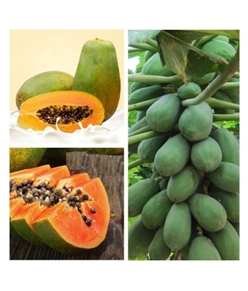     			Papaya Seeds - Dwarf Variety Huge Production Hybrid Seed-1 Pack Of 50 Seeds