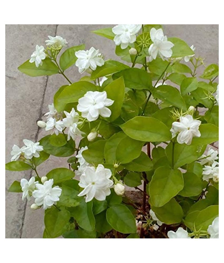 Trothic Gardens Jasmine Plant Chameli White Both Flower Plant Buy