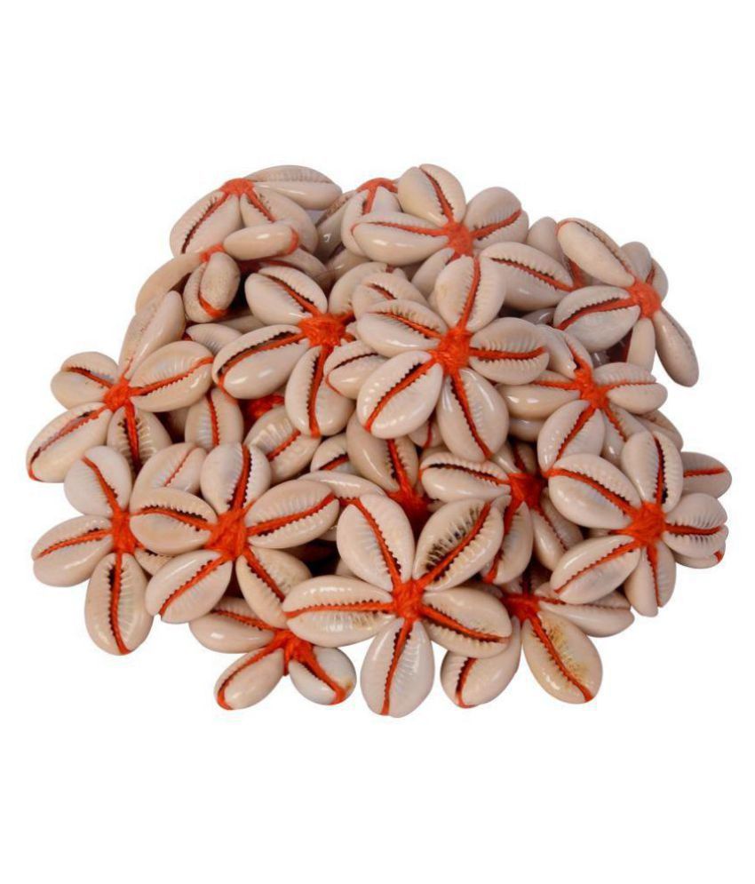     			Vardhman - Other Sea Shells Kowrie Hand Made Flowers (Pack of 1)