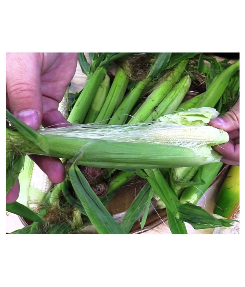 Exotic Baby Corn HYBRID High Germination Seeds Pack of