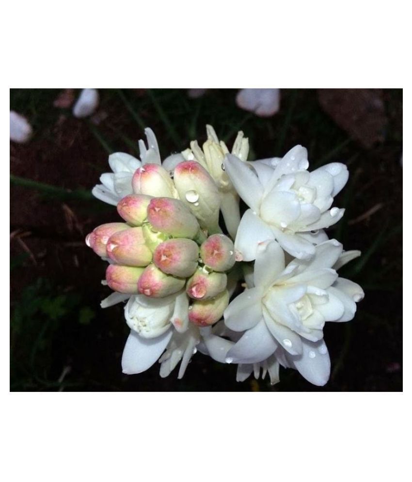 Rajnigandha (Tube Rose) Flowers Graded Bulbs for Home Garden & Balcony